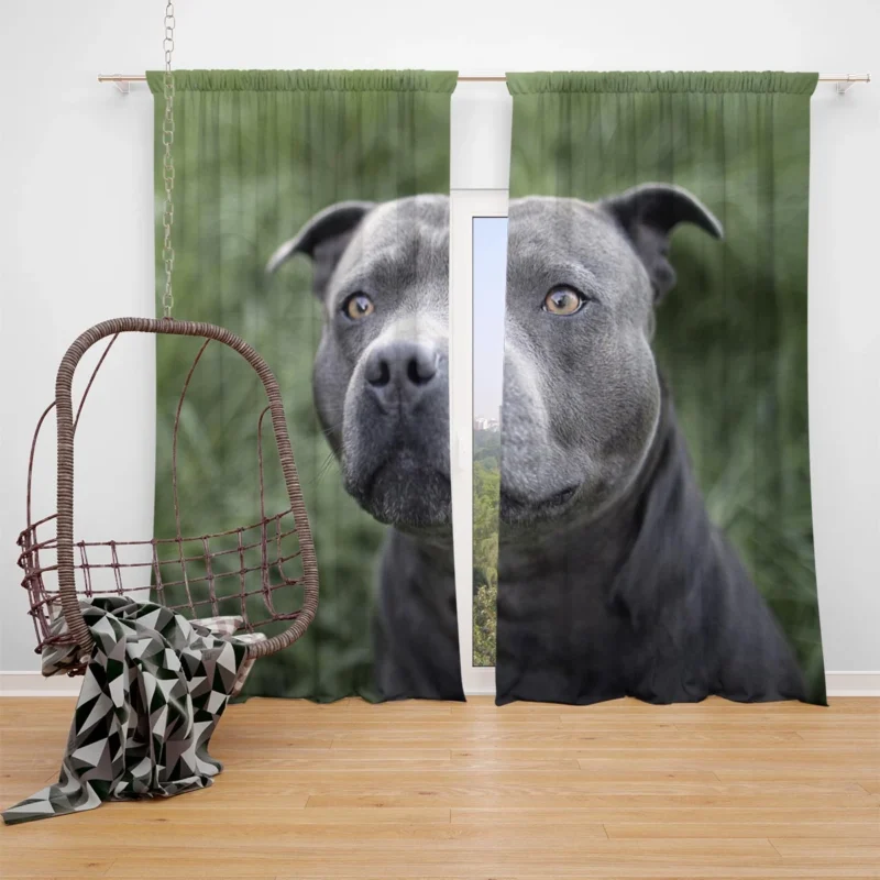 Canine Beauty: Pit Bull Quartet Window Curtain