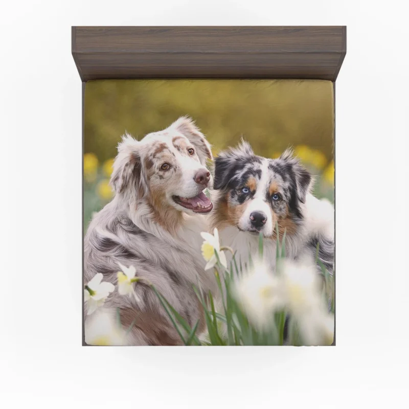 Canine Beauty with Daffodils: Australian Shepherd Fitted Sheet