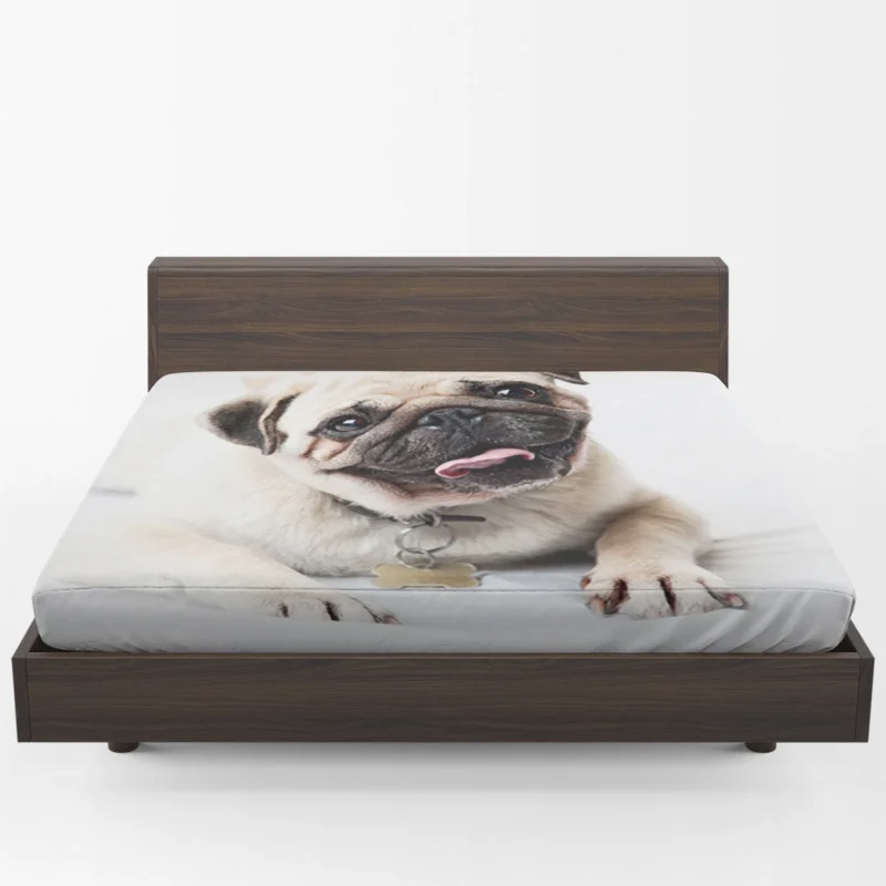 Canine Charm Friendly: Pug Quartet Fitted Sheet 1