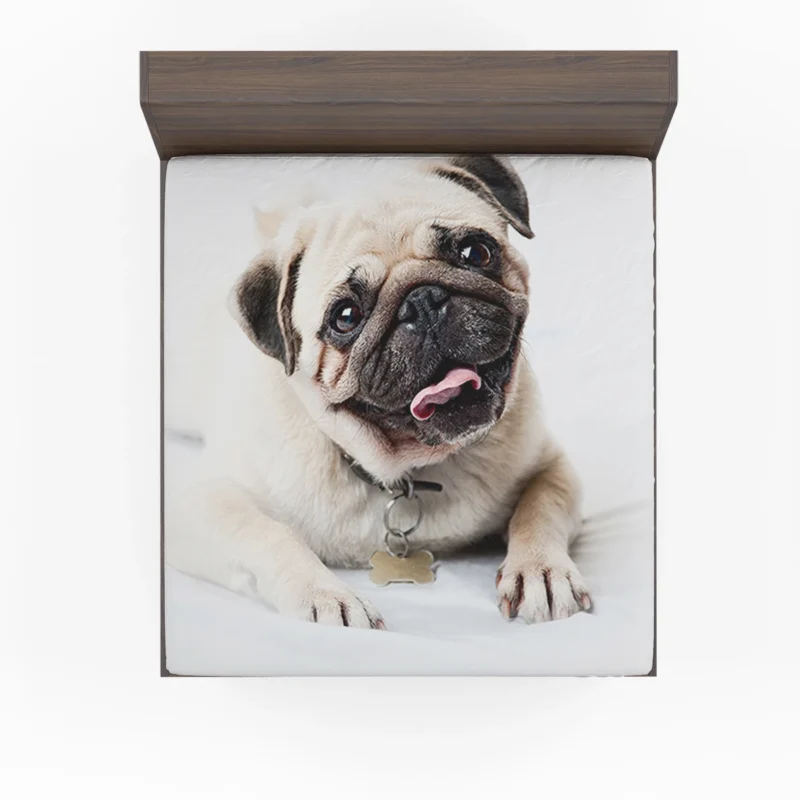 Canine Charm Friendly: Pug Quartet Fitted Sheet