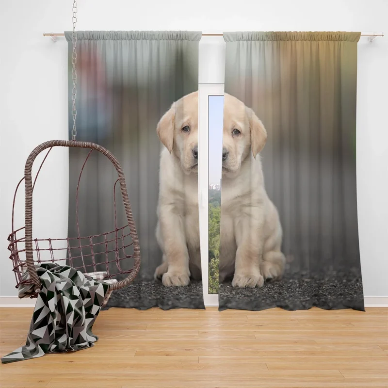 Canine Charm: Labrador Puppy Quartet in Depth Window Curtain