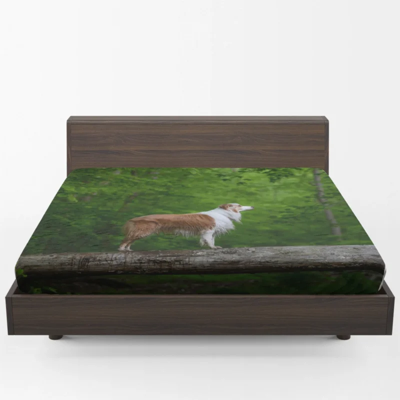 Canine Companions in the Forest: Australian Shepherd Fitted Sheet 1