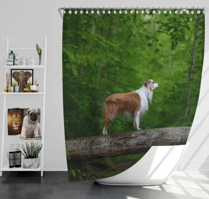 Canine Companions in the Forest: Australian Shepherd Shower Curtain