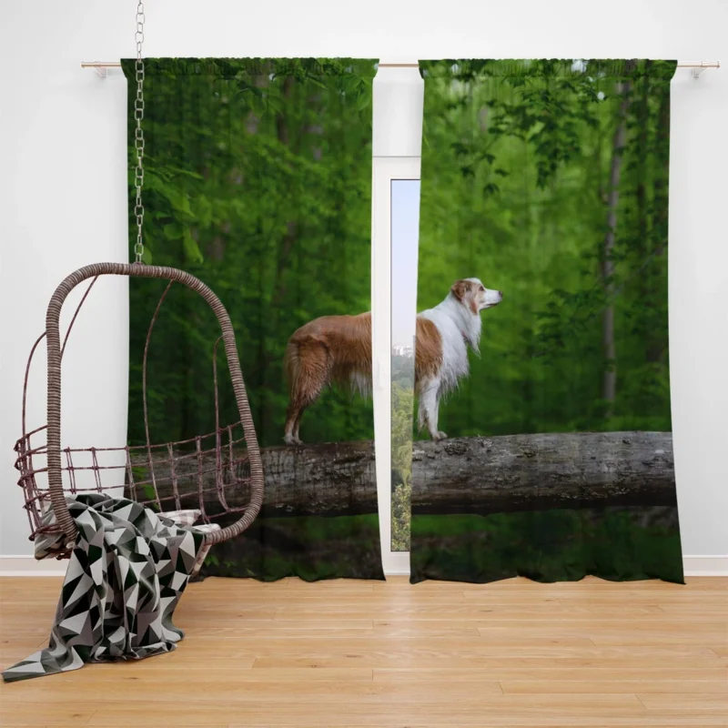 Canine Companions in the Forest: Australian Shepherd Window Curtain