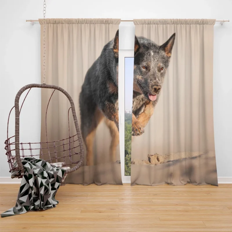 Canine Companions on the Sand: Australian Cattle Dog Window Curtain