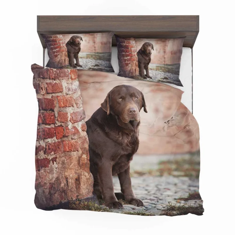 Canine Delight: Chocolate Labrador Quartet Bedding Set 1