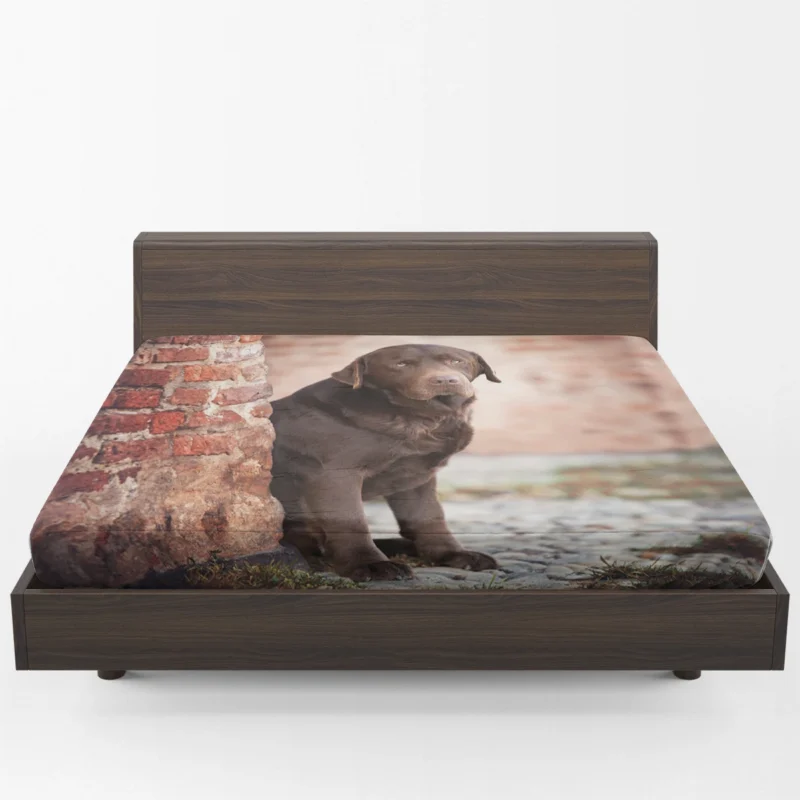 Canine Delight: Chocolate Labrador Quartet Fitted Sheet 1