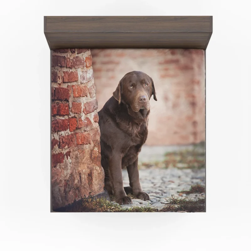 Canine Delight: Chocolate Labrador Quartet Fitted Sheet