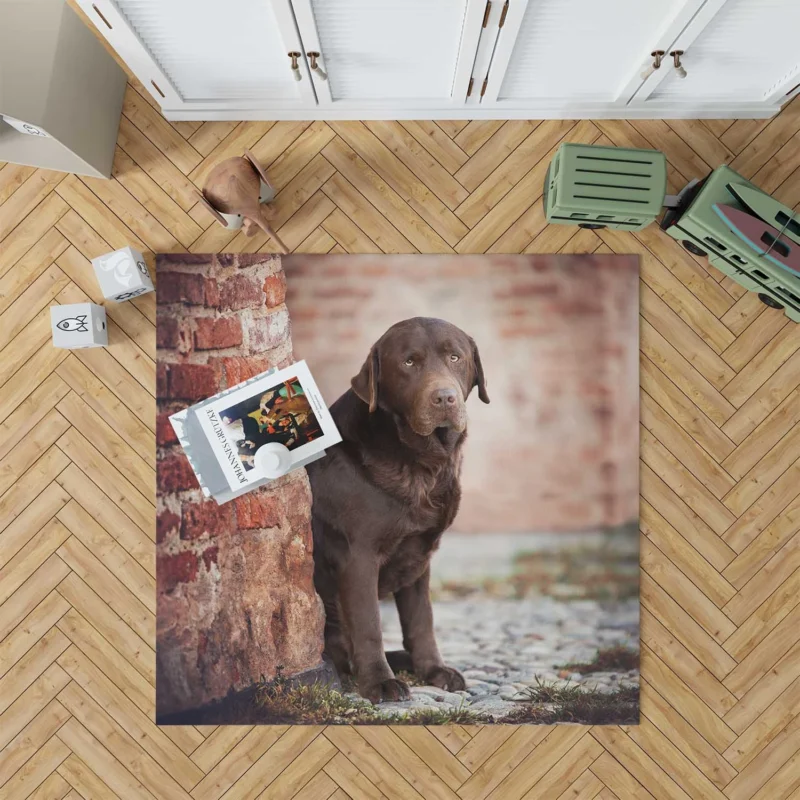 Canine Delight: Chocolate Labrador Quartet Floor Rug