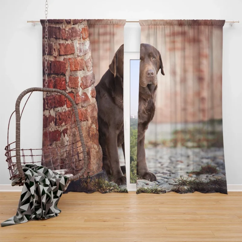 Canine Delight: Chocolate Labrador Quartet Window Curtain