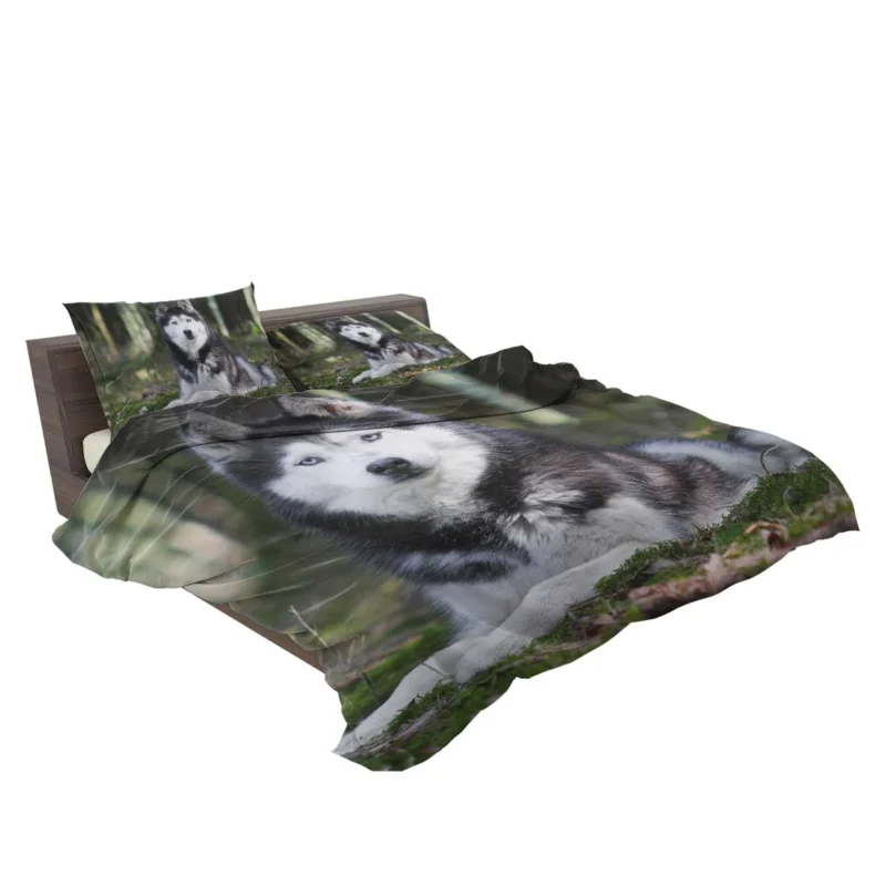 Canine Elegance: Beautiful Husky Bokeh Bedding Set 2