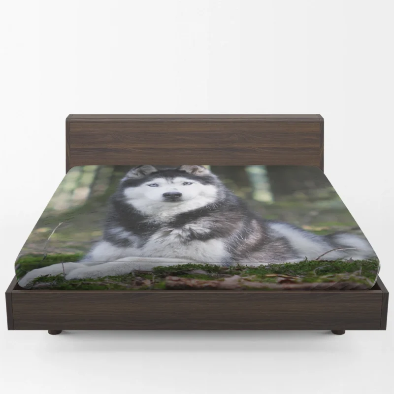 Canine Elegance: Beautiful Husky Bokeh Fitted Sheet 1