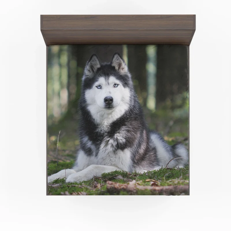 Canine Elegance: Beautiful Husky Bokeh Fitted Sheet