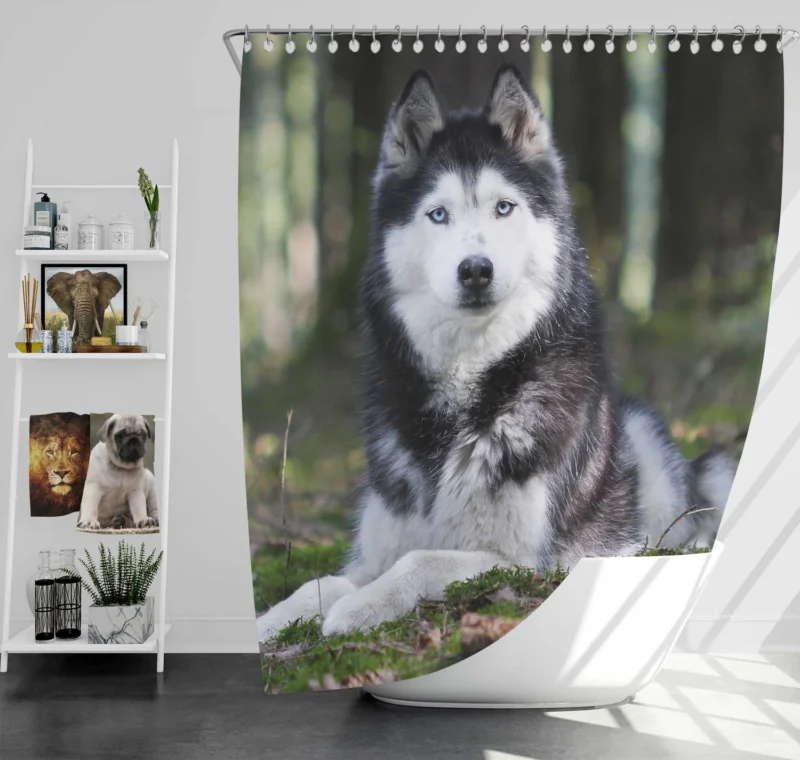 Canine Elegance: Beautiful Husky Bokeh Shower Curtain