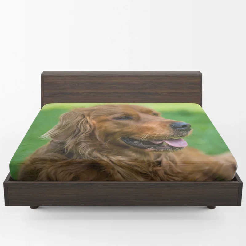 Canine Elegance: Irish Setter Muzzles in Depth Fitted Sheet 1