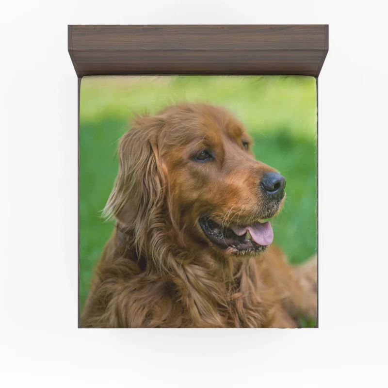 Canine Elegance: Irish Setter Muzzles in Depth Fitted Sheet