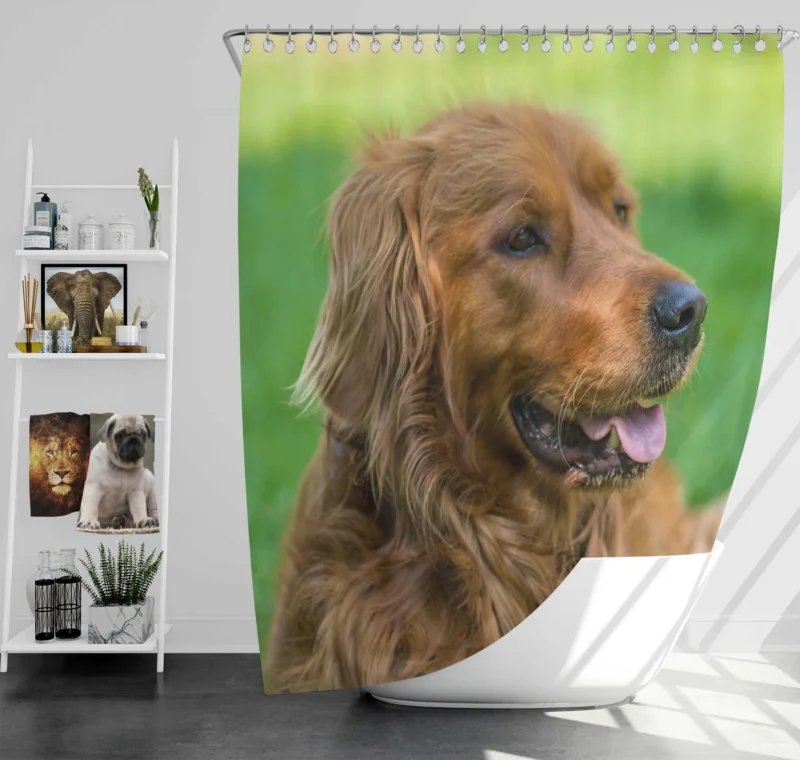 Canine Elegance: Irish Setter Muzzles in Depth Shower Curtain