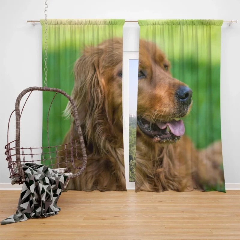 Canine Elegance: Irish Setter Muzzles in Depth Window Curtain