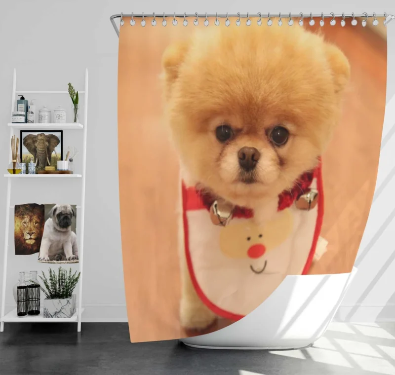 Canine Elegance: Pomeranian Quartet Shower Curtain