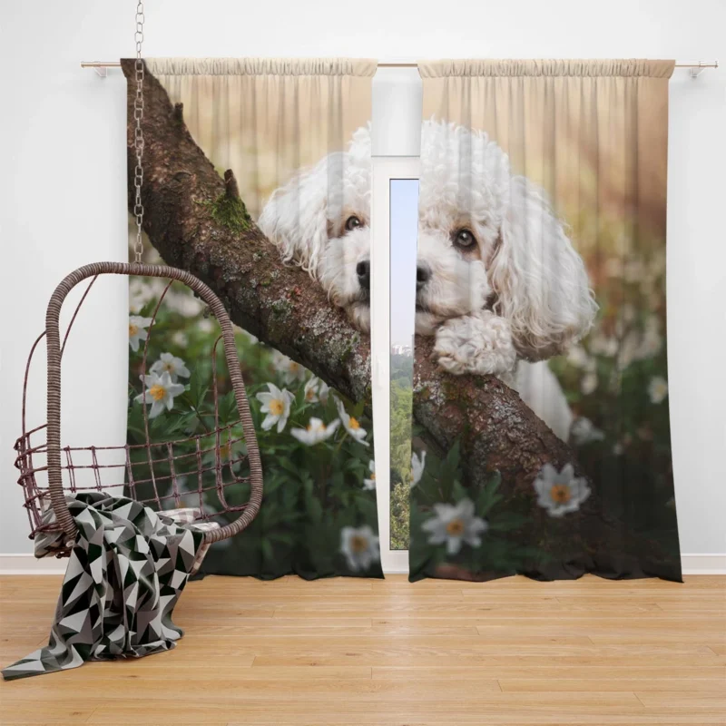 Canine Elegance: Poodle Quartet Window Curtain