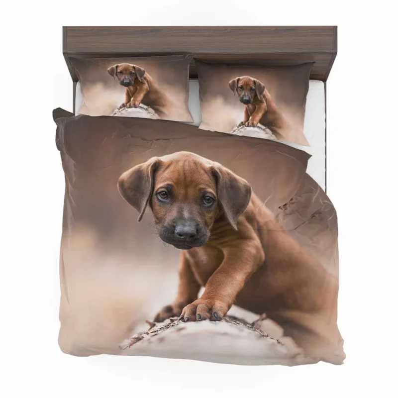 Canine Elegance: Rhodesian Ridgeback Quartet Bedding Set 1