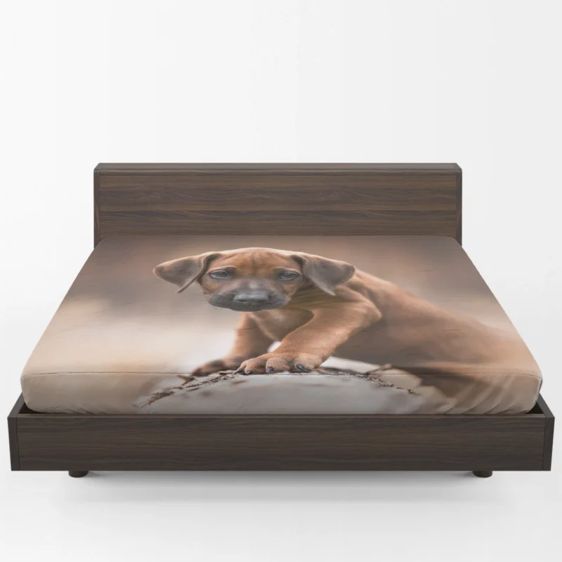 Canine Elegance: Rhodesian Ridgeback Quartet Fitted Sheet 1