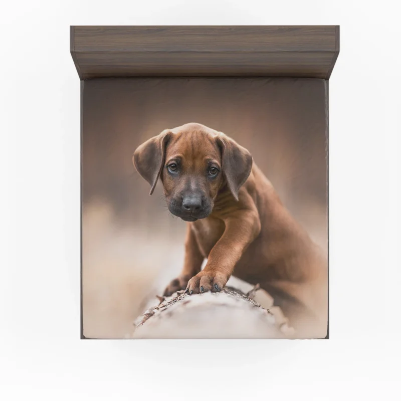 Canine Elegance: Rhodesian Ridgeback Quartet Fitted Sheet