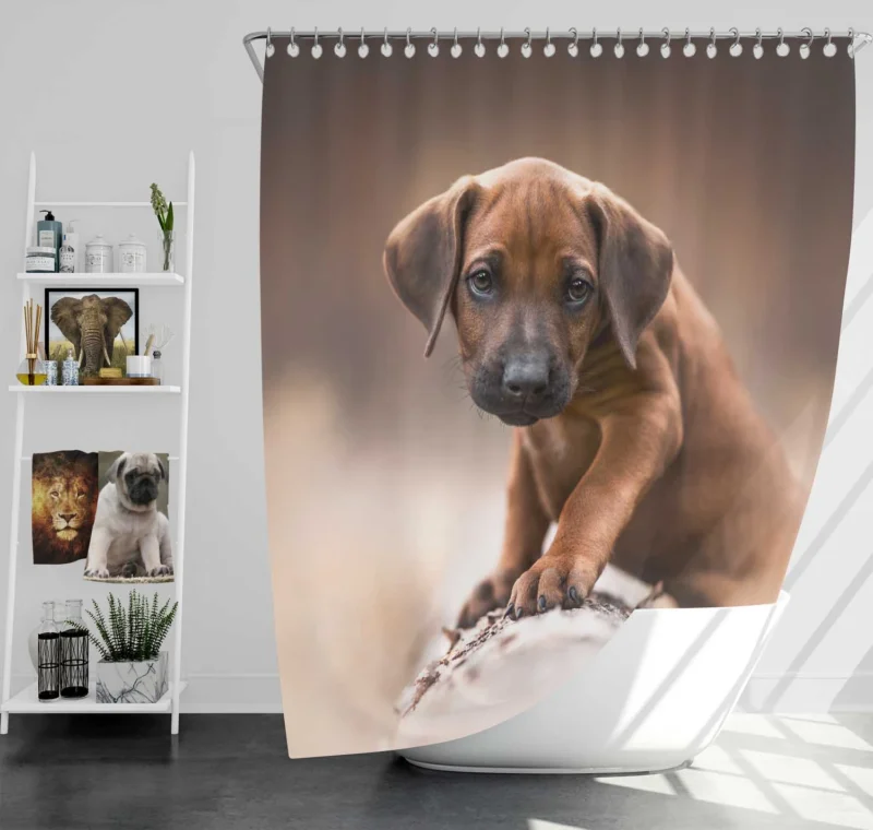 Canine Elegance: Rhodesian Ridgeback Quartet Shower Curtain