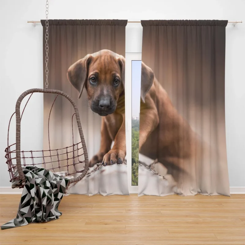 Canine Elegance: Rhodesian Ridgeback Quartet Window Curtain