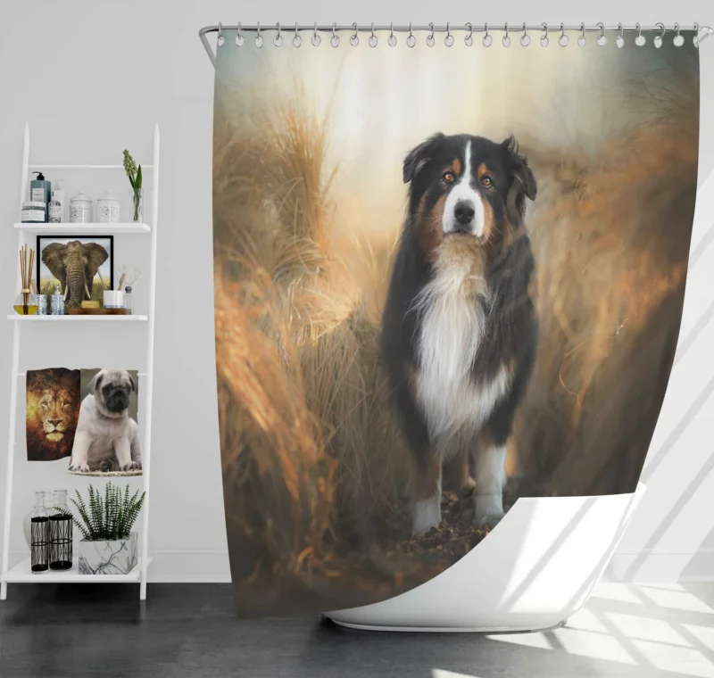 Canine Elegance and Intelligence: Australian Shepherd Shower Curtain