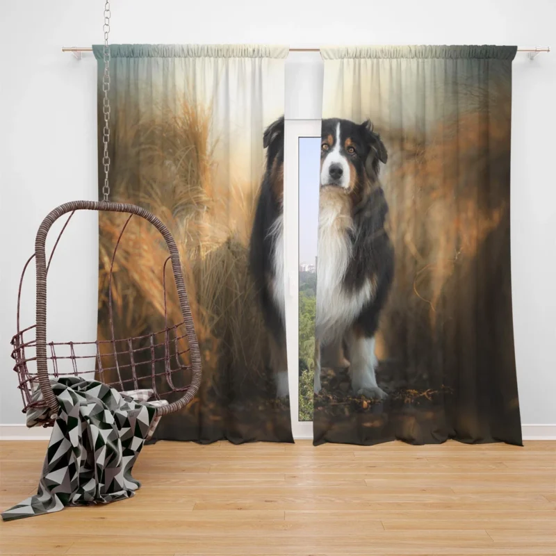 Canine Elegance and Intelligence: Australian Shepherd Window Curtain