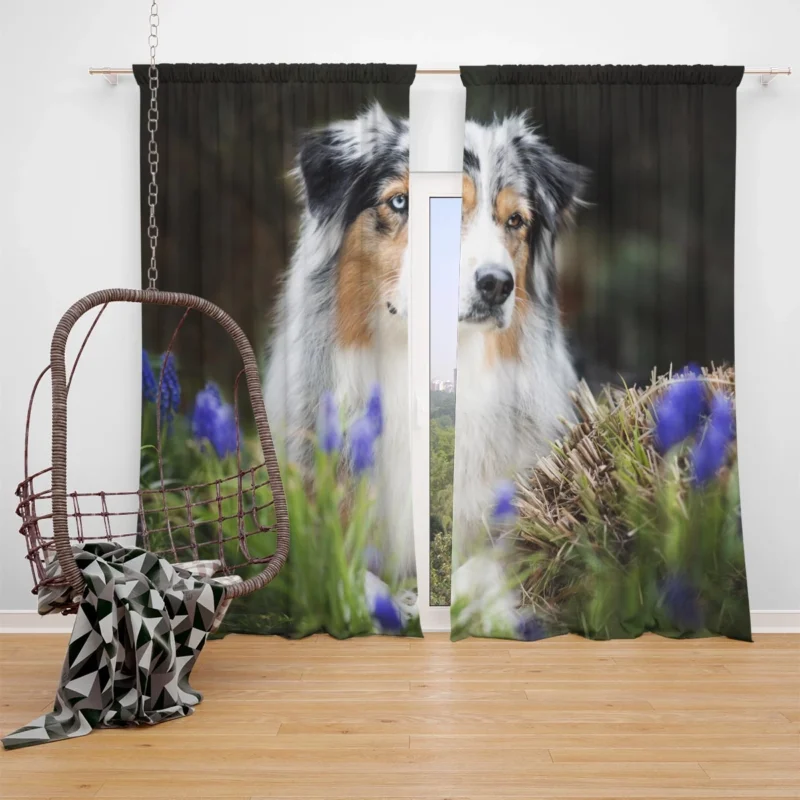 Canine Grace and Intelligence: Australian Shepherd Window Curtain