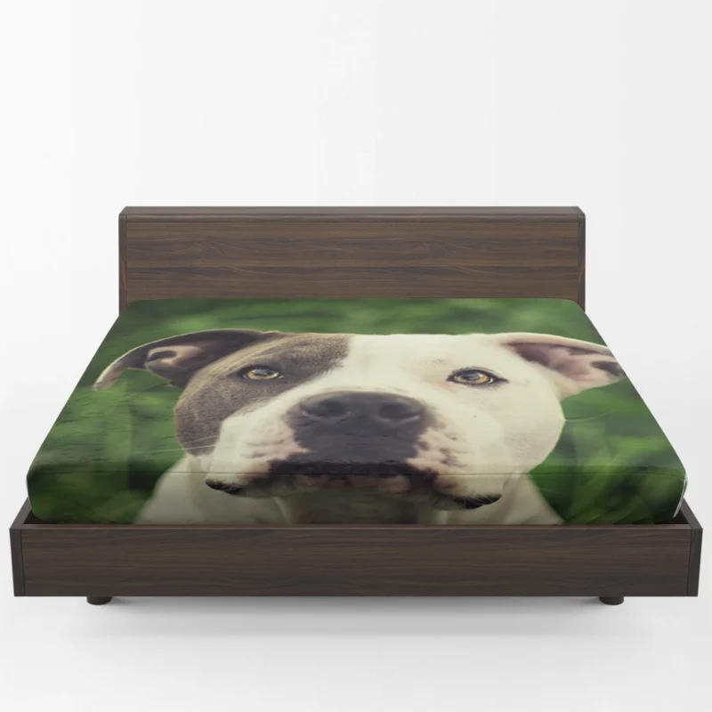 Canine Majesty: Pit Bull Quartet Fitted Sheet 1