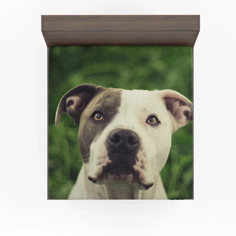 Canine Majesty: Pit Bull Quartet Fitted Sheet