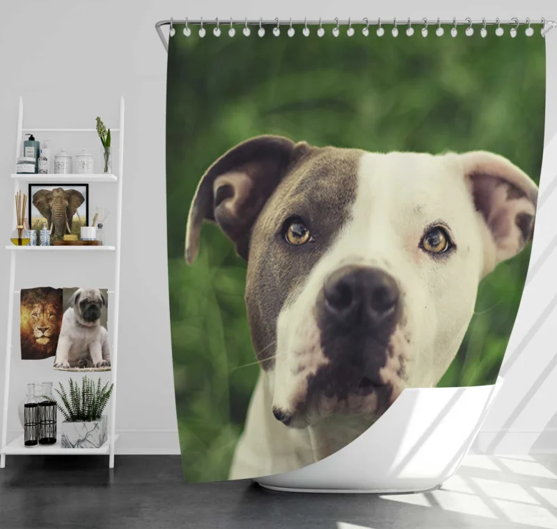 Canine Majesty: Pit Bull Quartet Shower Curtain