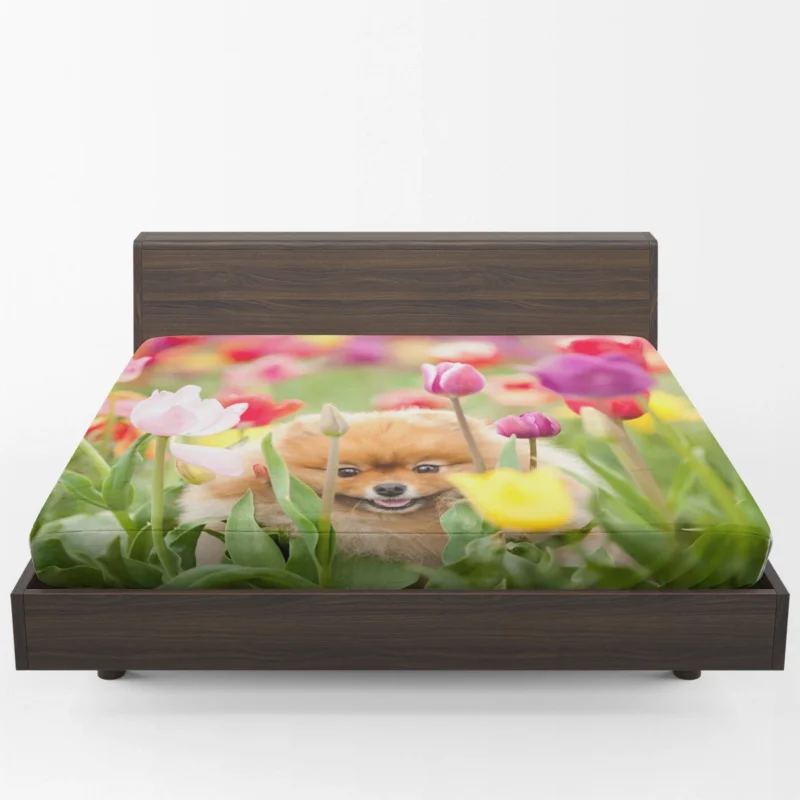 Canine Majesty: Pomeranian Quartet Fitted Sheet 1