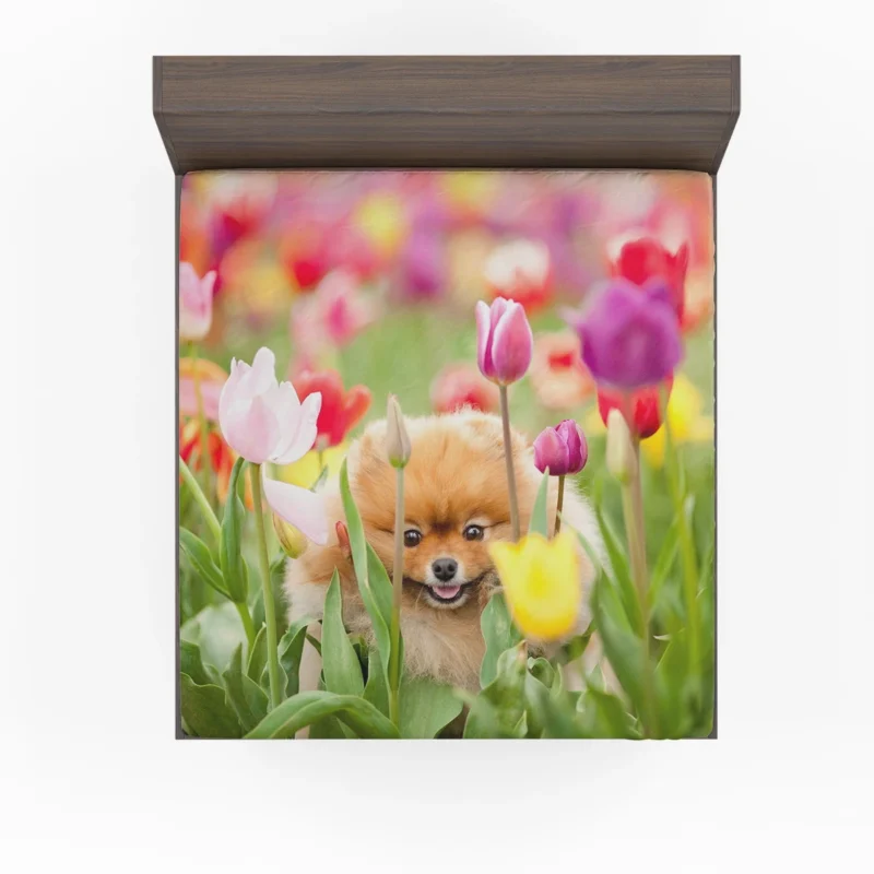 Canine Majesty: Pomeranian Quartet Fitted Sheet