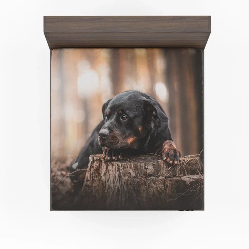 Canine Majesty: Rottweiler Quartet Fitted Sheet