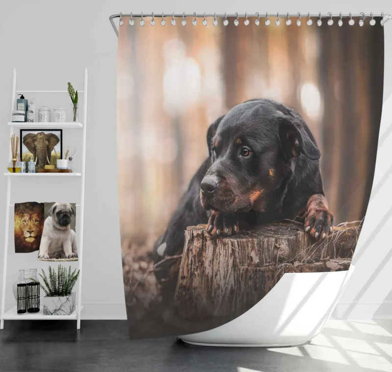 Canine Majesty: Rottweiler Quartet Shower Curtain