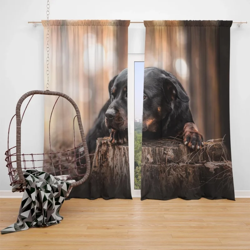 Canine Majesty: Rottweiler Quartet Window Curtain