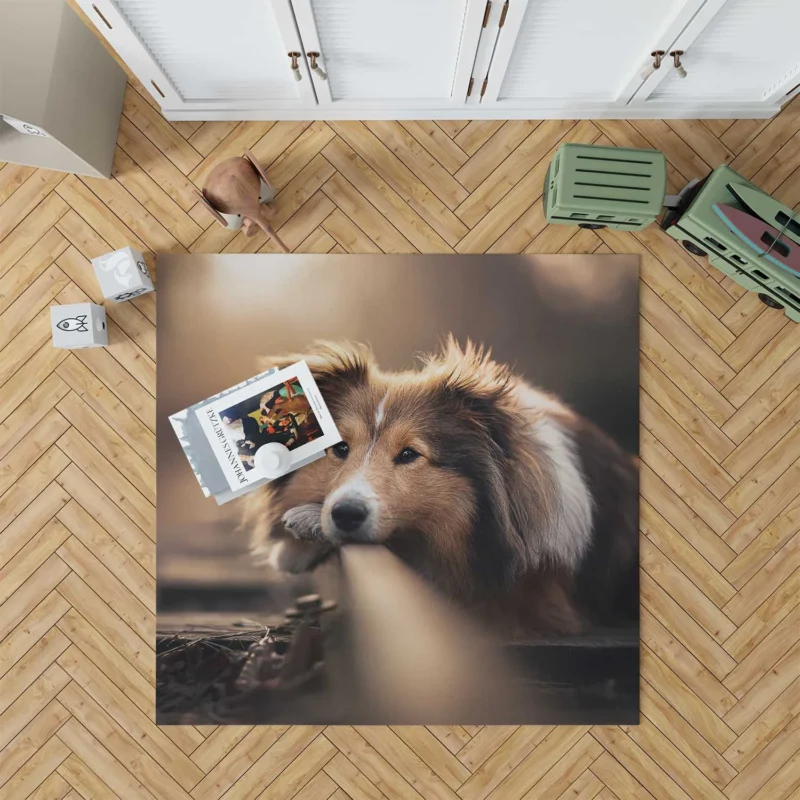 Canine Majesty: Scottish Shepherd Quartet Floor Rug