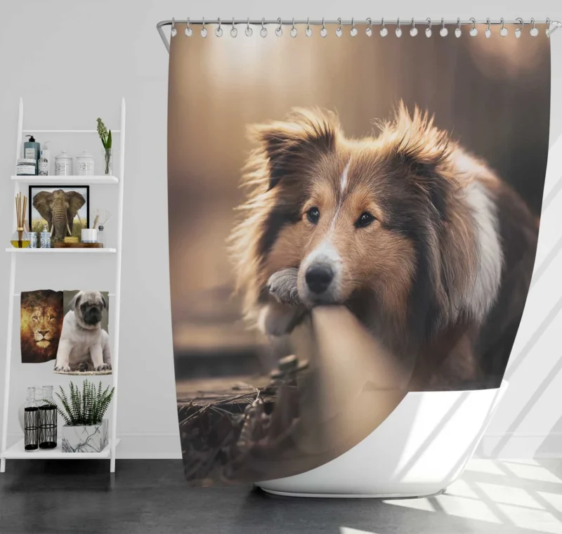 Canine Majesty: Scottish Shepherd Quartet Shower Curtain