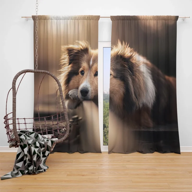 Canine Majesty: Scottish Shepherd Quartet Window Curtain