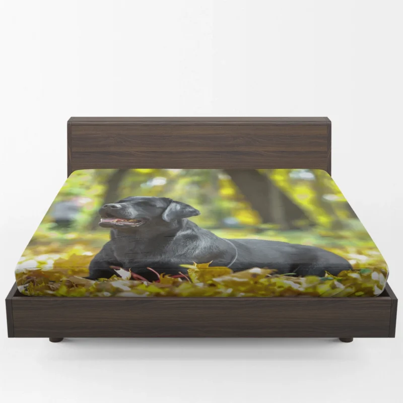 Canine Quartet: Labrador Muzzles in Fall Blur Fitted Sheet 1