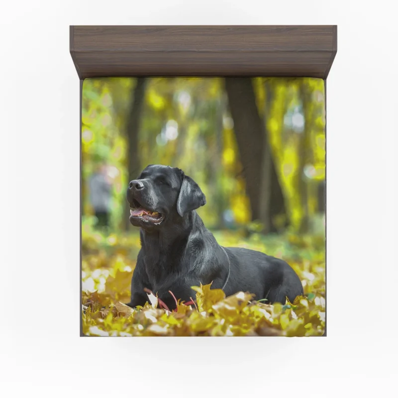 Canine Quartet: Labrador Muzzles in Fall Blur Fitted Sheet