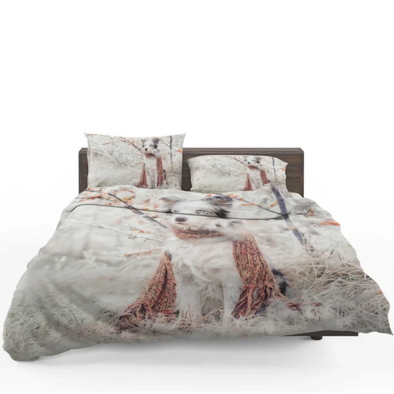 Canine Style with a Scarf: Australian Shepherd Bedding Set