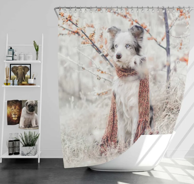 Canine Style with a Scarf: Australian Shepherd Shower Curtain