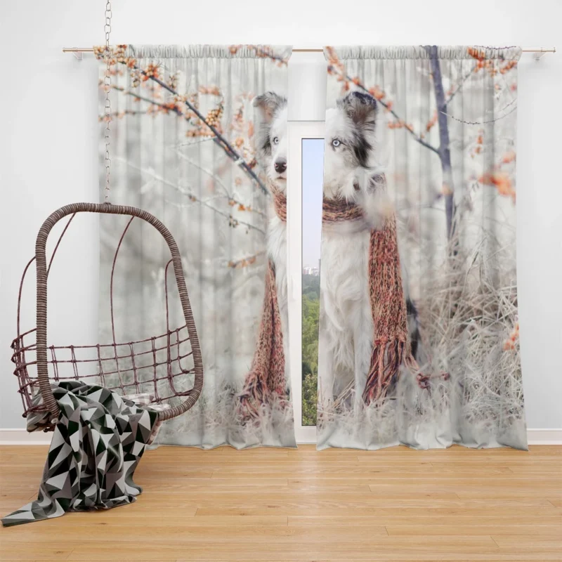 Canine Style with a Scarf: Australian Shepherd Window Curtain