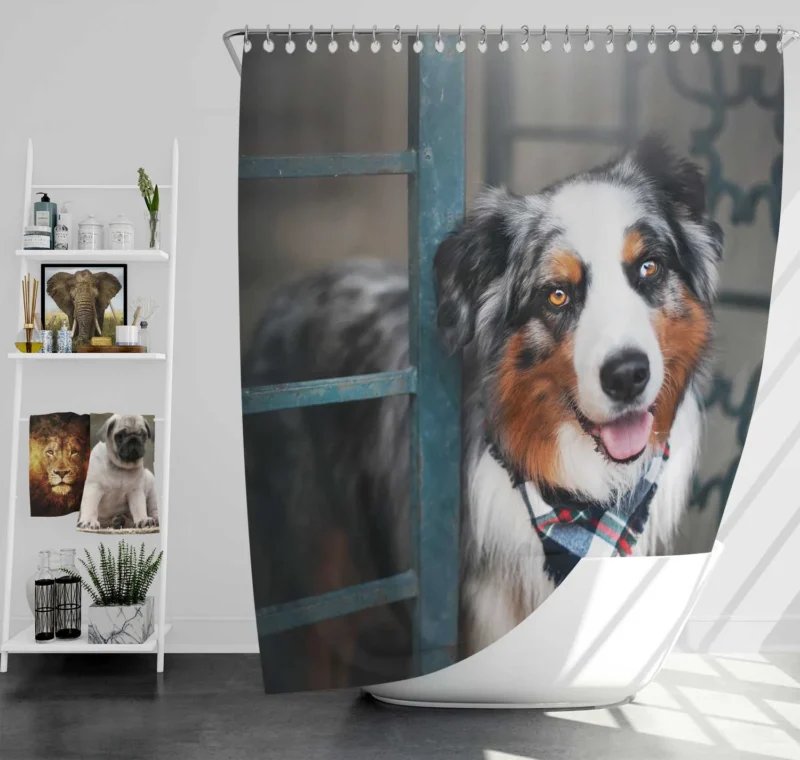 Canine Versatility and Beauty: Australian Shepherd Shower Curtain