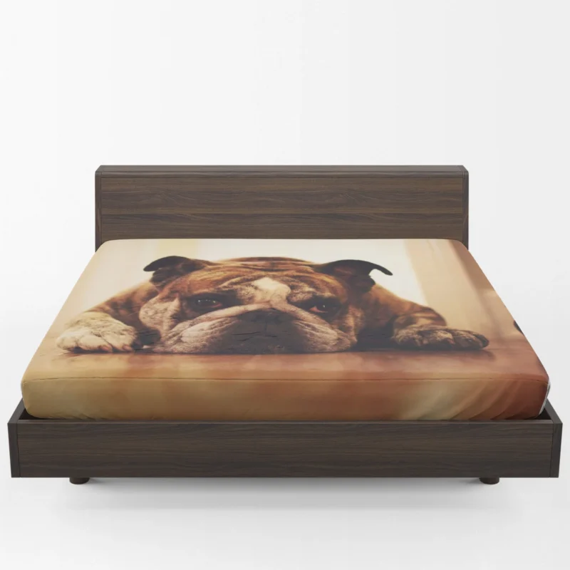 Captivating Canine Companions: Bulldog Quartet Fitted Sheet 1